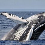 Matson Collaborates with Woods Hole Institution to Enhance Maritime Safety with Whale Detection Technology